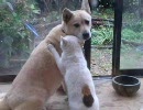 犬を揉む猫