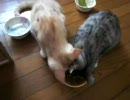 餌攻防戦