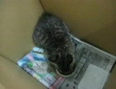 うまうま仔猫