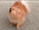 人間ってバカだワン！