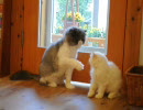 福岡の猫カフェ「猫カフェ　Ｃｌａssic」　６／１０