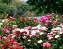 和歌山市立四季の郷公園のバラ