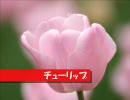 【こんな私でも】チューリップ/初音ミク【為せば成る？】
