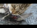 猫が鳥食う