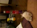 うさぎだって飲みたいの！飲ませろ〜！