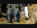 ペンギン