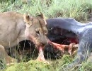 ライオン親子、ホルモンを味わう