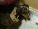仔犬記録 ～未来の飼い主さんへ～