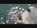 子ガモ、決死の高飛び込み