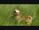 柴犬ジロー　風の通り道