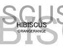 ORANGERANGE HIBISCUS