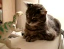 遊んでくれない猫