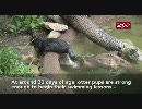 カワウソお母さんの水泳教室