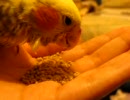 お迎え一ヶ月半目のオカメインコが一人餌練習中→しょんぼりです。