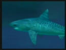 スズメが海の中に挑戦！ その3