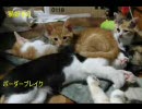 【Ａ１】猫好きのボーダーブレイク【支援】47匹目