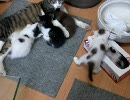 小猫観察中ヽ(´ー`)っ20100613-01