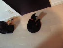 【にゃんこーズ】こにゃんこのワルツ【15】