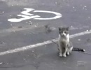 鳥に蹴られる猫