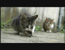 子猫がネズミ獲った