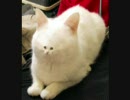 インストをテキトウに並べてみた