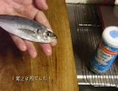 【忙しい人のための】アジのフライ用さばき方