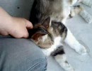 野良猫を可愛がってみた２