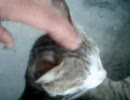 野良猫を可愛がってみた３