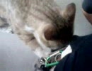 携帯されたい猫
