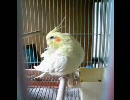 【インコ動画】飼い主のアピール