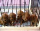5月6日生まれ★トイプードルの姉弟