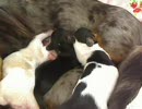 仔犬記録 ～未来の飼い主さんへ～5