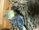 【捜索中②】オカメインコのはっちゃんマンボー・FF・ダースベイダー