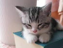 炉心融解/歌ってみた