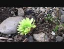 JR線ラリー：花輪線ラリー（PART6）