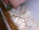 ハムスターなでなで催眠