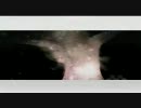 Jazztronik　Tiger　Eyes PV