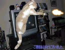 【MUGEN】　勝利を掴め！チーム対抗バトルトーナメント　Part.Final