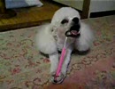 歯磨きする愛犬