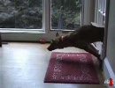 やっちまった２匹目のワンちゃん