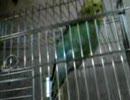 セキセイインコ「おしゃべりぴ〜ちゃん」