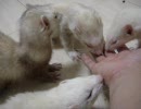 フェレフェレさんのお食事タイム