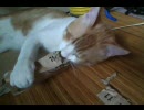 ダンボールブレイクに熱中するもも