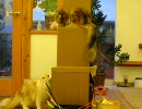 福岡の猫カフェ「猫カフェ　Ｃｌａssic」　６／２３