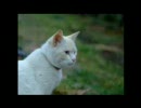 【野良猫】2010上期　撮った猫写真集【家猫】