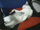 銀猫一家10 スーパーリラックス