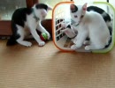 牛柄猫家族02 ～サッカー ニャールドカップ2010～