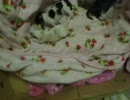 仔犬記録 ～未来の飼い主さんへ～7