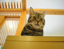 福岡の猫カフェ「猫カフェ　Ｃｌａssic」　６／２６