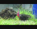 ドイツラミレジイ：試験投稿　HD